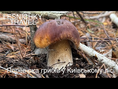 Видео: Перевірка грибів у Київському лісі