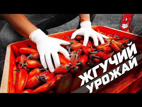 Видео: Урожай острых перцев 2020. Халапеньо, Хабанеро, Тринидадский Скорпион.