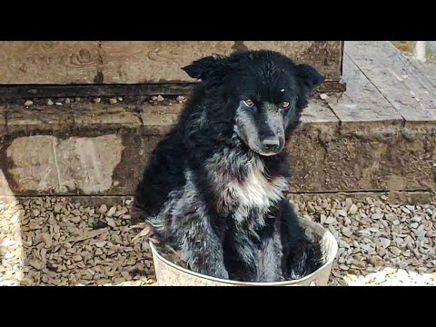 Видео: Потоп в приюте Лохматая Душа_третий четвёртый день