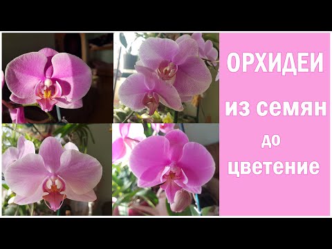 Видео: Цветение орхидей выращены из семян! От семян до цветение прошло почти шесть лет!