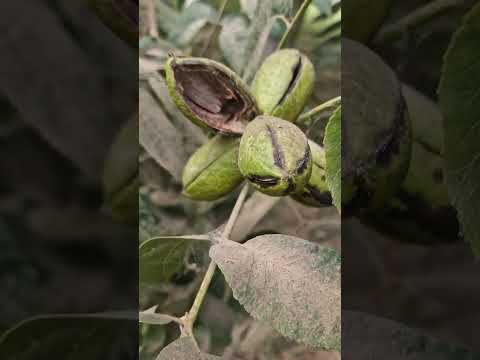 Видео: 900004489 барои ниҳол занг занед. Боғи чормағзи Пекан.(1)