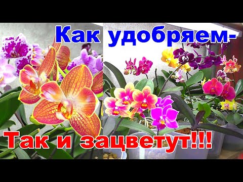 Видео: Орхидеи цветут, им это нравится! Аминосил работает именно как Органическое удобрение!