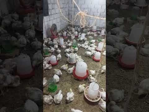 Видео: Бройлер.Парвариши бройлерхо кисми-4 дар шароити хона аз рузи-13 то 20-руз 