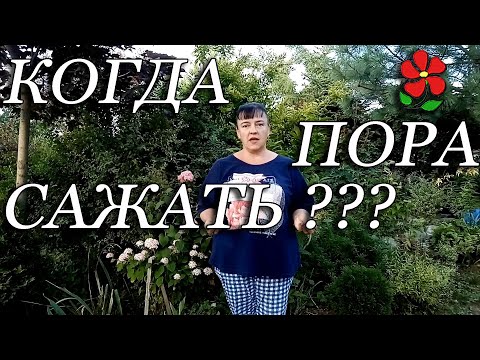 Видео: Сроки посадки (пересадки) растений. Когда пора сажать?