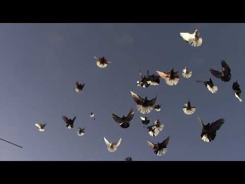 Видео: Голуби Вячеслава Невского
