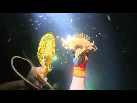 Видео: Ночная подводная охота в чёрном море!) 