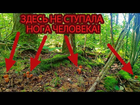 Видео: ЗАШЁЛ В ОСИНОВЫЙ ЛЕС И БЫЛ В ШОКЕ, УВИДЕВ СТОЛЬКО ПОДОСИНОВИКОВ! ГРИБЫ ПОВСЮДУ! ТАКОГО Я НЕ ОЖИДАЛ!