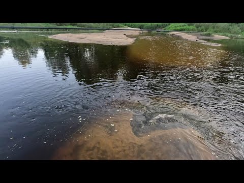 Видео: Рыбалка на Западной Двине (Даугаве) в Латгалии