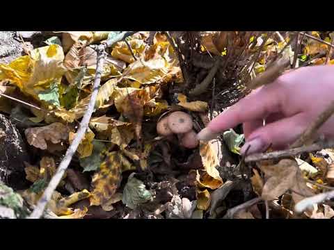 Видео: НАШЛИ ОПЯТКИ,😀 ОСЕННИЕ!🍄‍🟫