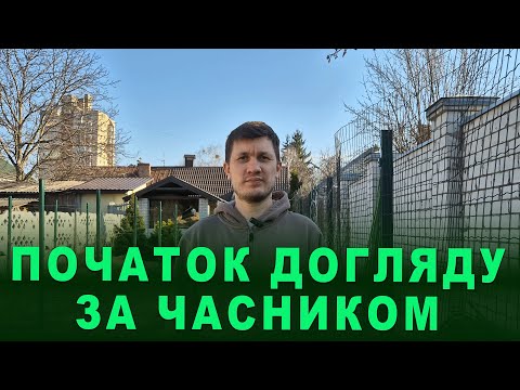 Видео: Озимий часник - перші роботи після зими. Підготовка до підживлення і профілактики хвороб