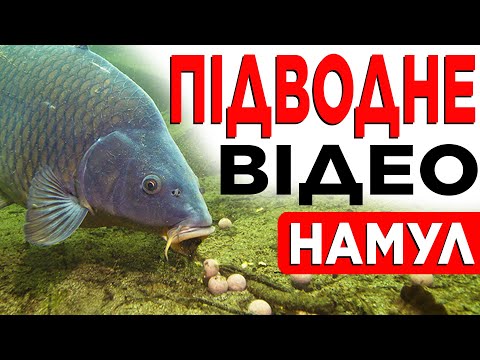 Видео: Ти НЕ повіриш, ЯК ЛОВИТИ В НАМУЛІ! Чому короп не клює? Підводна зйомка
