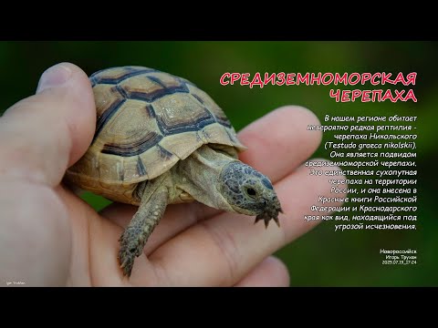 Видео: Средиземноморская черепаха (лат. Testudo graeca). / 2025.07.19