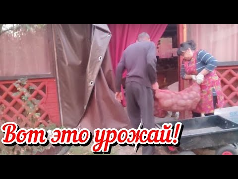 Видео: Моя отдушина. Маленькие радости. Инструмент для работы. Вот это урожай. Жизнь семьи в деревне.