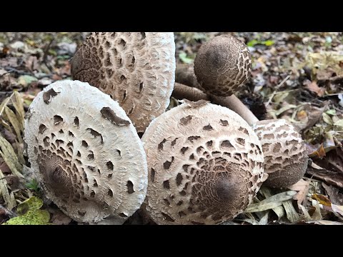 Видео: @Куди не глянь і скрізь Гриби! Кінець жовтня , мішаний Ліс і  я з Повним кошиком. Запрошую!