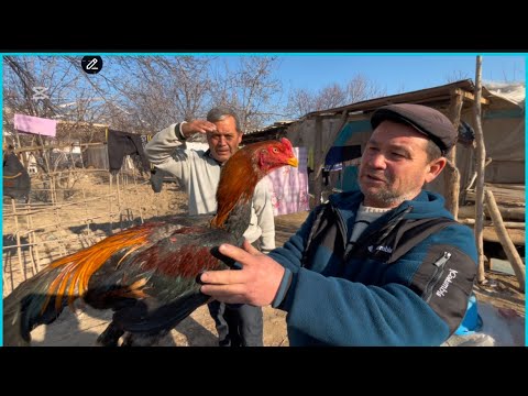 Видео: Обиджон Акани уйарига мехмонлар тулди дакан ишкибозлари учун янги видео