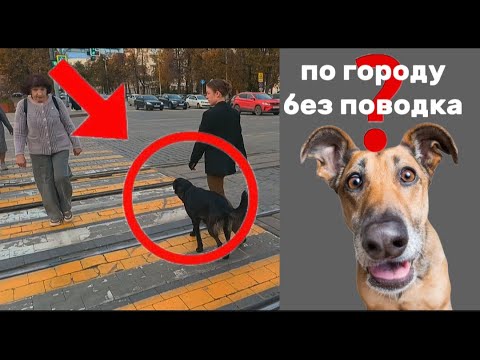 Видео: Что нужно знать чтобы воспитать послушную собаку для жизни в городе? реально работающий подход