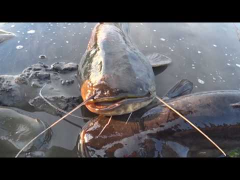 Видео: Ночная рыбалка. Река Сож .