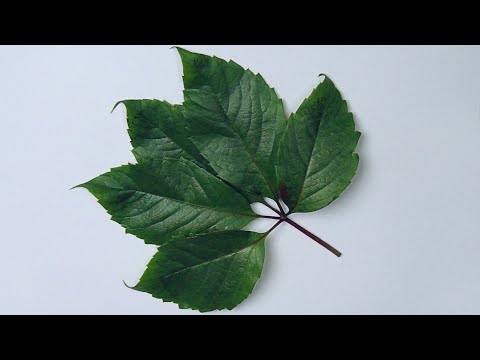Видео: Техника рисования живыми листьями. Дикий виноград. Живопись акрилом для начинающих