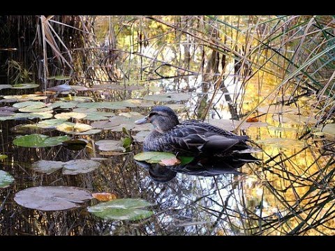 Видео: Охота на Утку с подхода 2 2021г