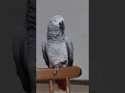 Видео: Такая смешная, такая упрямая , сердится на неё невозмлжно