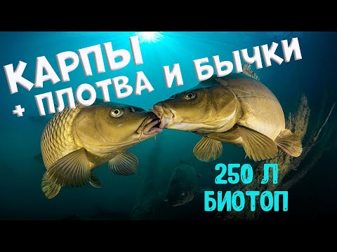 Видео: Карпы роют грунт в аквариуме. О содержании речной рыбы плотвы, бычков, сазанов часть 3