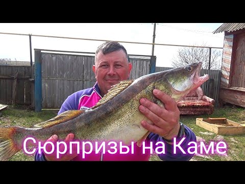 Видео: Личный рекорд на Каме!