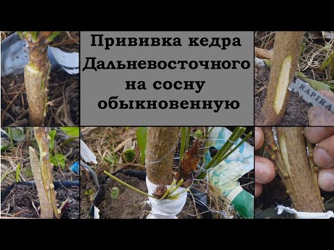 Видео: Прививка кедра на сосну обыкновенную.