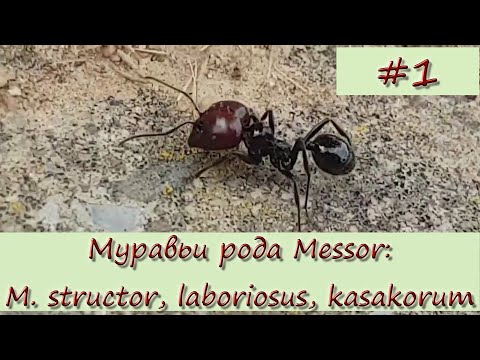 Видео: Муравьи рода Messor #1