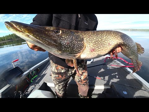 Видео: Как ловить ЩУКУ на BigBaits ?