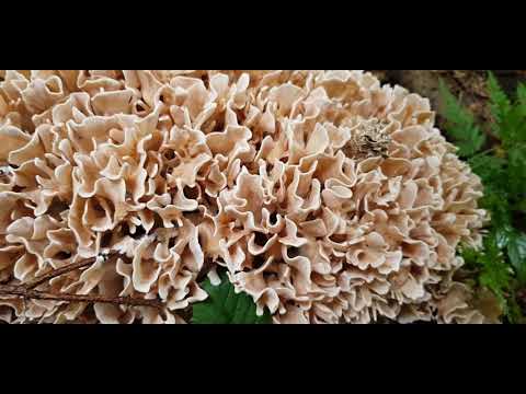 Видео: Спарассис курчавый. Гриб квочка/ гриб капуста