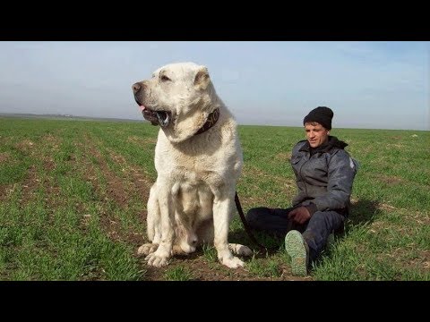 Видео: Alabay - Алабай - Alabai