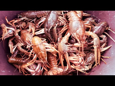 Видео: Лучшая наживка на раков. Ловим раков раколовками.