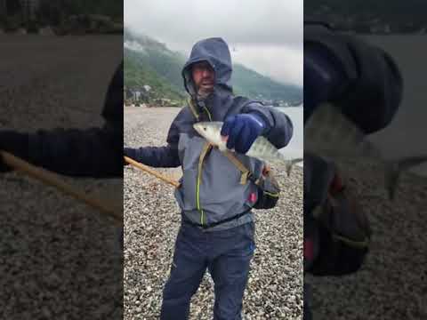 Видео: Пеламида  с берега в чёрном море..