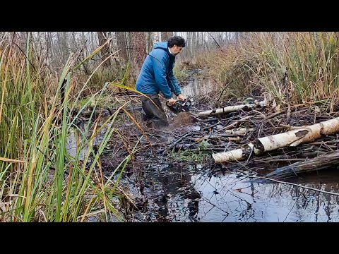 Видео: Нашел запасы бобра на реке. Расчищаю.