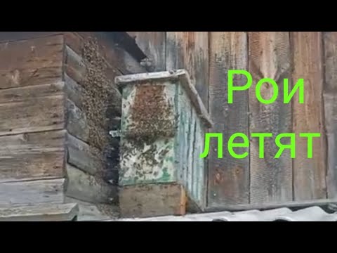 Видео: Рои летят, не замечаю как занимают ловушки