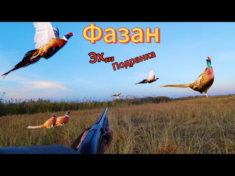 Видео: Күріштікте ҚЫРҒАУЫЛҒА Аңшылық Каналдағы алғашқы видео КҮЗ!!! Охота на ФАЗАНА Осень 2023!!!