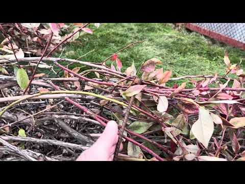 Видео: Голубика высокорослая в Сибири. Осень 2025 г.