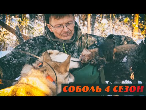 Видео: Соболь 4 сезон, 2 серия, Компас это нервы, Добыл глухаря, Лешик и Умка на перегонки за матерым котом