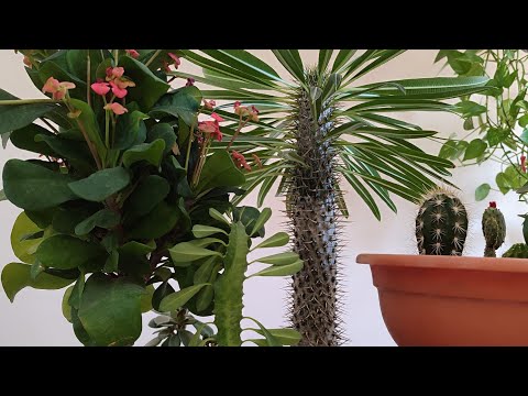 Видео: Кактус  және суккулент гүлдер өсіру құпиялары. Кактус гүлдеуі үшін Суккуленттер қандай гүлдер?