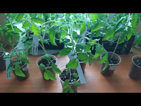 Видео: Рассада сортов ТОМАТОВ  С.А.Сааковой