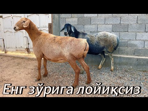 Видео: 90 см бўйли Қирғизистон Бўғоз қўйлар  енг зўр она бола қўйлар 