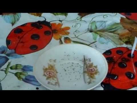 Видео: Примула на 8 Марта. От А до Я!! Урок №1.