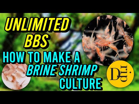 Видео: КАК СОЗДАТЬ КУЛЬТУРУ АРОМАТНЫХ КРЕВЕТОК | КУЛЬТУРА АРТЕМИИ | БЕЗЛИМИТНЫЕ BBS | МАЛЫШИ АРОМАТНЫХ К...