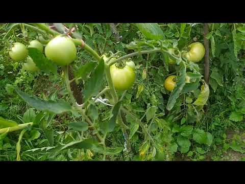 Видео: Помідори  Стійкість до фітофтори