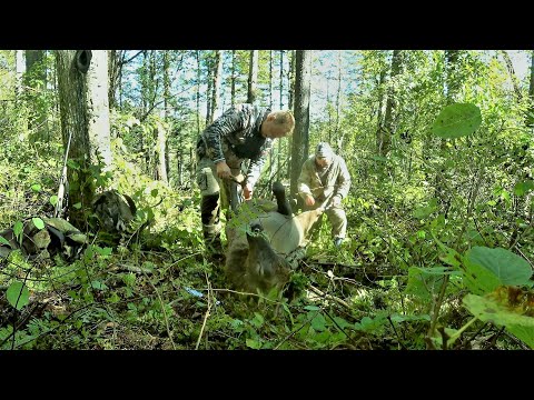 Видео: ДОБЫЛИ БЫКА НА РЕВУ, ПРИВЕЗЛИ ДОМОЙ МНОГО МЯСА. Трудовая ОХОТА получилась.