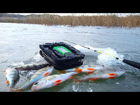 Видео: ПЕРВЫЙ ЛЁД 2025-26!  СУДАК на БАЛАНСИР!!! БЛЕСНЕНИЕ окуня по ТОНКОМУ ЛЬДУ! Окунь ЖАДНО ЛУПИТ блесну!