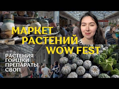 Видео: маркет РАСТЕНИЙ WOW FEST в Санкт-Петербурге | ВНЕЗАПНЫЙ визит в Make More Plants | мои ПОКУПКИ 🎉