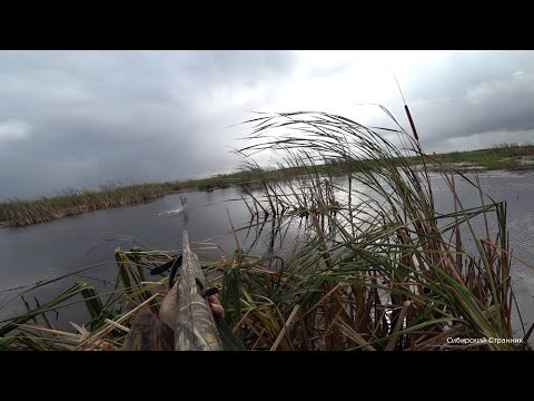 Видео: За 1 час, пол мешка уток. Вот это охота....