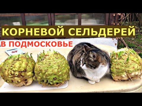 Видео: Как вырастить крупный КОРНЕВОЙ сельдерей?