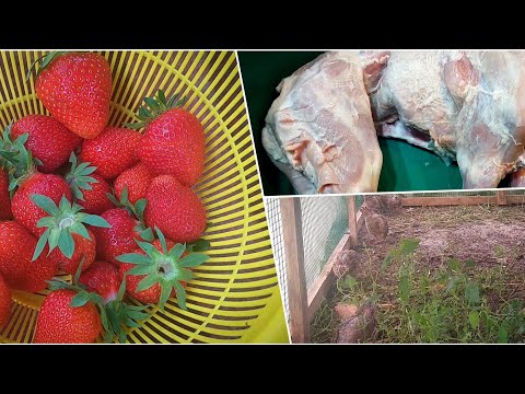 Видео: ПОСТРОИЛА ЗАГОН для перепелок. ТУШКА камерунского КОЗЛИКА в 1,5 месяца. СОБИРАЮ первый УРОЖАЙ